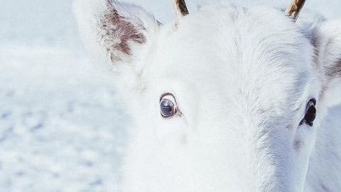 Un extraño ejemplar de reno blanco.