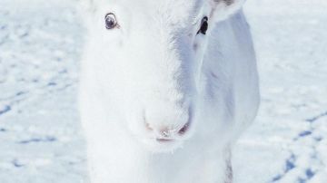 Un extraño ejemplar de reno blanco.