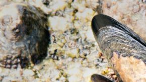 Las conchas de los mejillones se volvieron su peor enemigo.