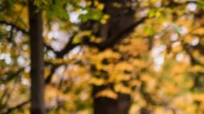 shutterstock_1156518418