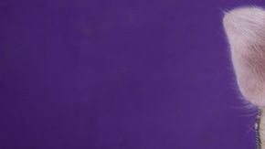 El año del Cerdo inicia el 5 de febrero de 2019