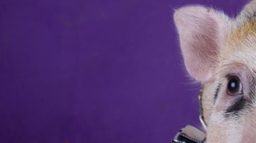 El año del Cerdo inicia el 5 de febrero de 2019