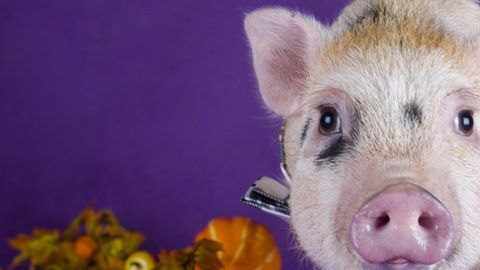 El año del Cerdo inicia el 5 de febrero de 2019