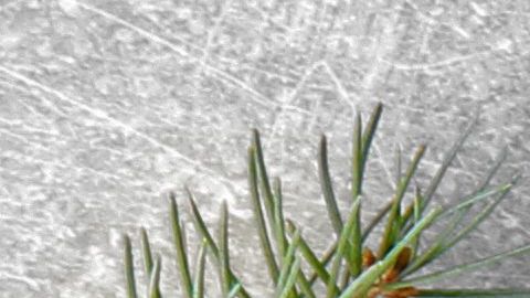 shutterstock_473473087