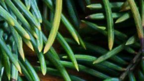 shutterstock_737792410