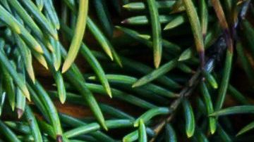 shutterstock_737792410