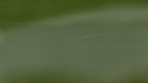 La tortuga le estaba provocando una fuerte infección.