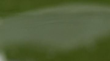 La tortuga le estaba provocando una fuerte infección.