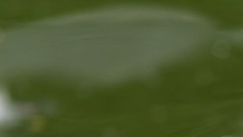 La tortuga le estaba provocando una fuerte infección.