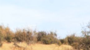 Los pingüinos llegan en muy malas condiciones.