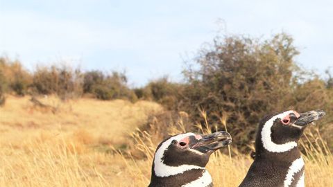 Los pingüinos llegan en muy malas condiciones.