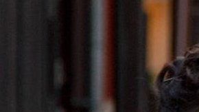 Japón es la nación que envejece más rápidamente en el mundo.