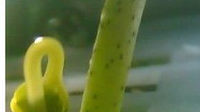 Esta es la primera vez que se cultivan plantas en la Luna.