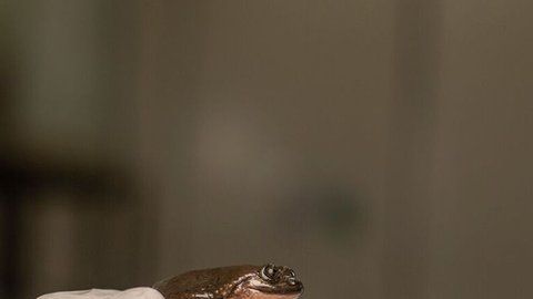 Romeo tendrá pronto su primer encuentro con Julieta.