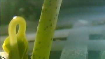 Esta es la primera vez que se cultivan plantas en la Luna.