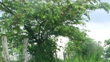 El ELN se formó en 1964, el mismo año que las FARC.