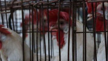Para las gallinas, es como poner un huevo normal.