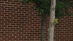 Toyota Highlander, el auto más duradero tras 15 años.