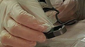 Operación a un pez dorado.