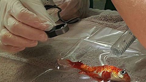 Operación a un pez dorado.