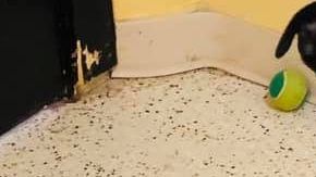 Rudolph, perro milagro.