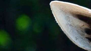 La jirafa murió accidentalmente, según el zoológico