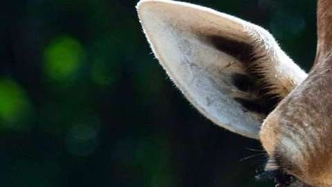 La jirafa murió accidentalmente, según el zoológico