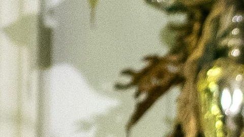 La Primera Dama celebró el Año Nuevo en Florida.