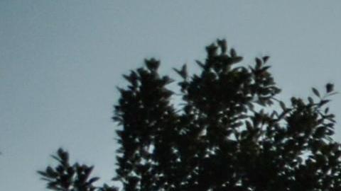 Unos 3,000 migrantes esperan cruzar de Guatemala a México.