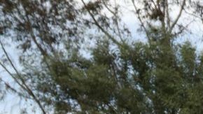 La menor fue sepultada la tarde del miércoles.