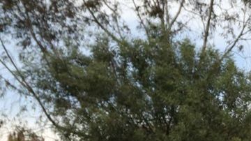 La menor fue sepultada la tarde del miércoles.