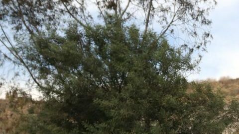 La menor fue sepultada la tarde del miércoles.