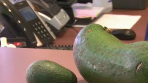 Así es como se ve ese aguacate al lado de uno normal.