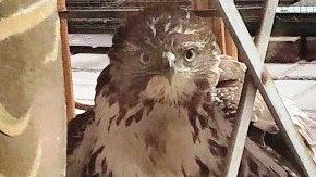 El águila junto a su presa