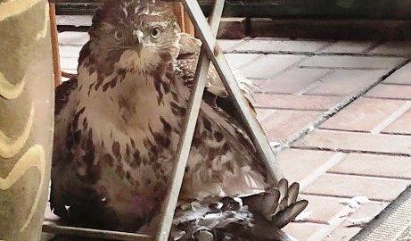 El águila junto a su presa