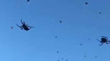 Las arañas suspendidas en el aire se ven aterradoras.