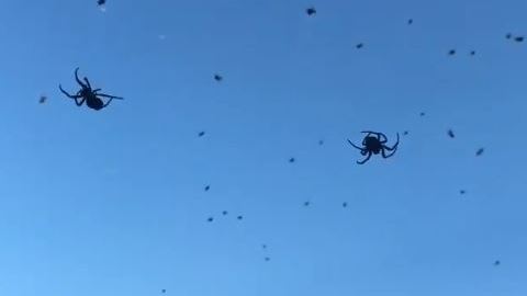 Las arañas suspendidas en el aire se ven aterradoras.