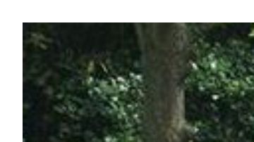 La chica jamás se imaginó la pesadilla que viviría por culpa de una gatita.