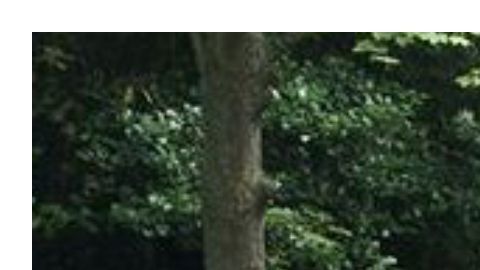 La chica jamás se imaginó la pesadilla que viviría por culpa de una gatita.