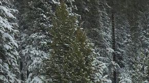 Frank Gehrke mide la profunidad de la nieve para estimar el porcentaje de agua en la Sierra Nevada el martes.