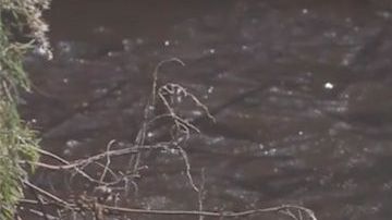 Los caimanes congelados.