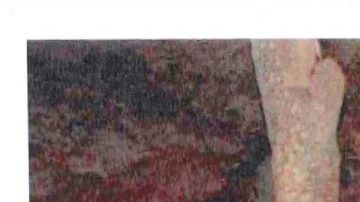 "El Chapo" siempre andaba armado.