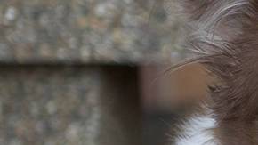 Un perro de 49 libras consigue perder 37 a base de ejercicio y dieta equilibrada.