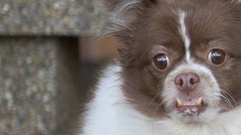 Un perro de 49 libras consigue perder 37 a base de ejercicio y dieta equilibrada.