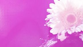 Mon Laferte, Los Tucanas de Tijuana y Ariana Grande se presentarán en Coachella