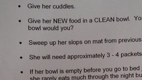 Lista de obligaciones para cuidar al gato.