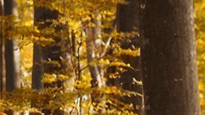 Solo se fabricaron 25