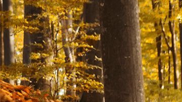 Solo se fabricaron 25