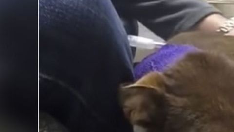 Reeses en su recuperación.