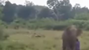 El elefante pudo actuar en defensa propia.